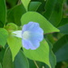 Blue Morning Glory Flower  by sfeldphotos