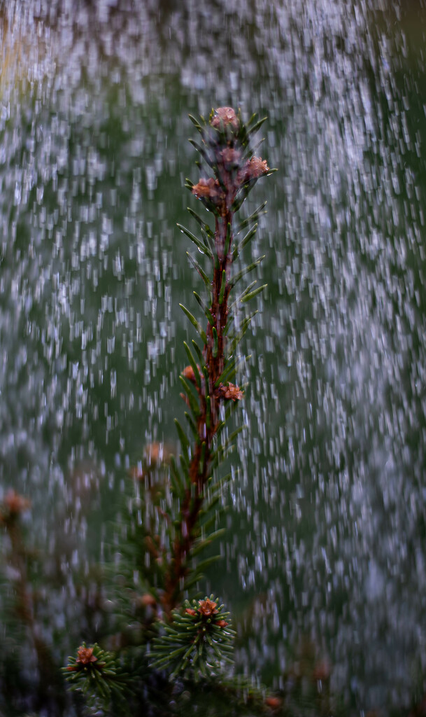 Make it rain by darchibald