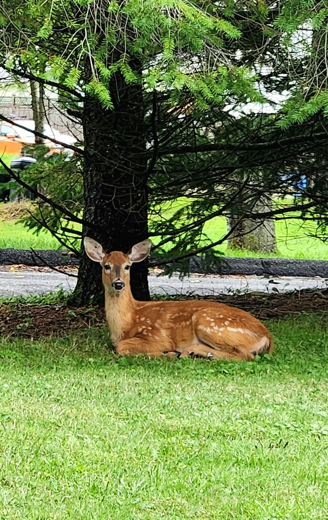 Yard Visitor  by jo38