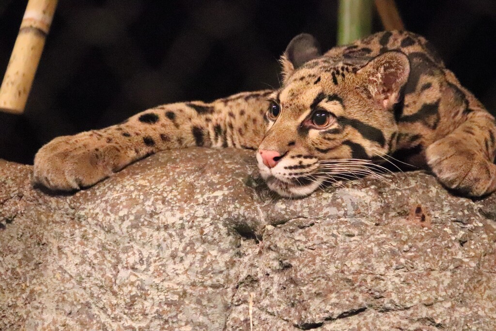 Resting On A Rock by randy23