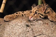 28th Aug 2024 - Resting On A Rock