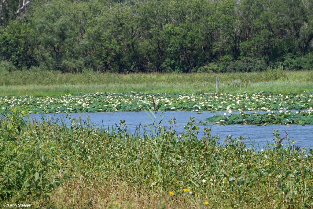 Lily pads by larrysphotos