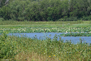 30th Aug 2024 - Lily pads