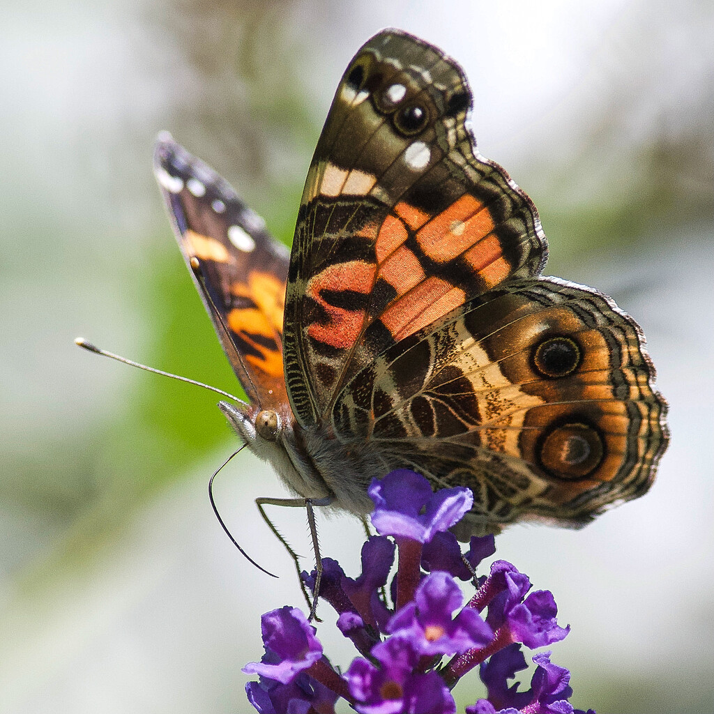 American Lady Butterfly by berelaxed