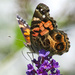 American Lady Butterfly