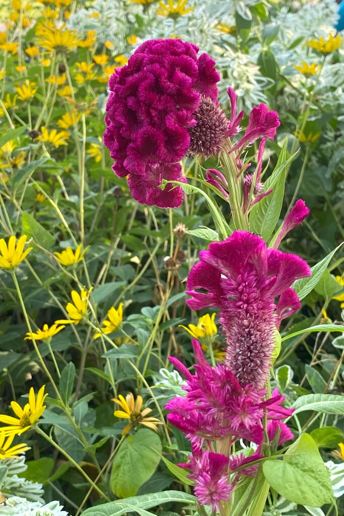 Cockscomb by tunia