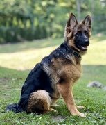 30th Aug 2024 - Taos on Guard Duty