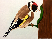 31st Aug 2024 - Goldfinch (painting)