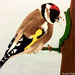 Goldfinch (painting)