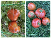 30th Aug 2024 - Ron’s tomatoes 