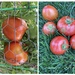 Ron’s tomatoes 