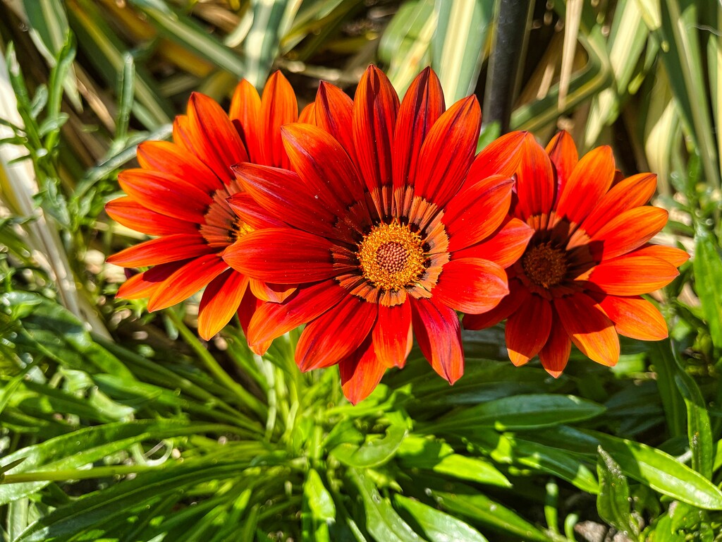 8 13 Trio flowers Butchart Gardens by sandlily