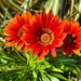 8 13 Trio flowers Butchart Gardens by sandlily