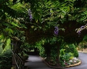 15th Aug 2024 - 8 15 Wisteria at Beacon Park