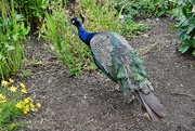 15th Aug 2024 - 8 15 Peacock