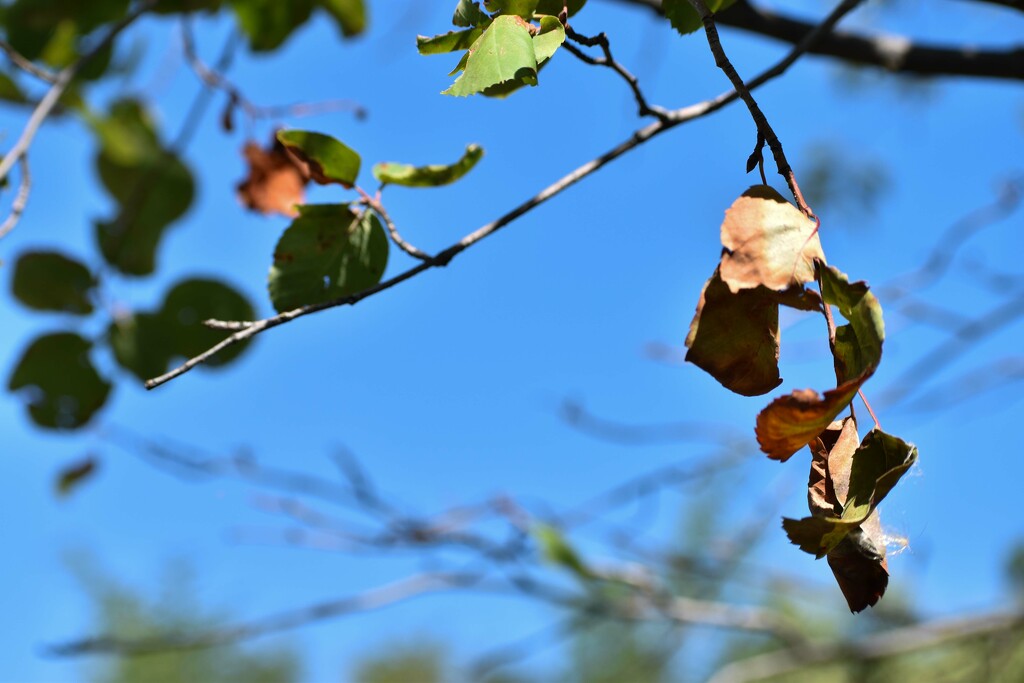 Harbinger Of Autumn by bjywamer