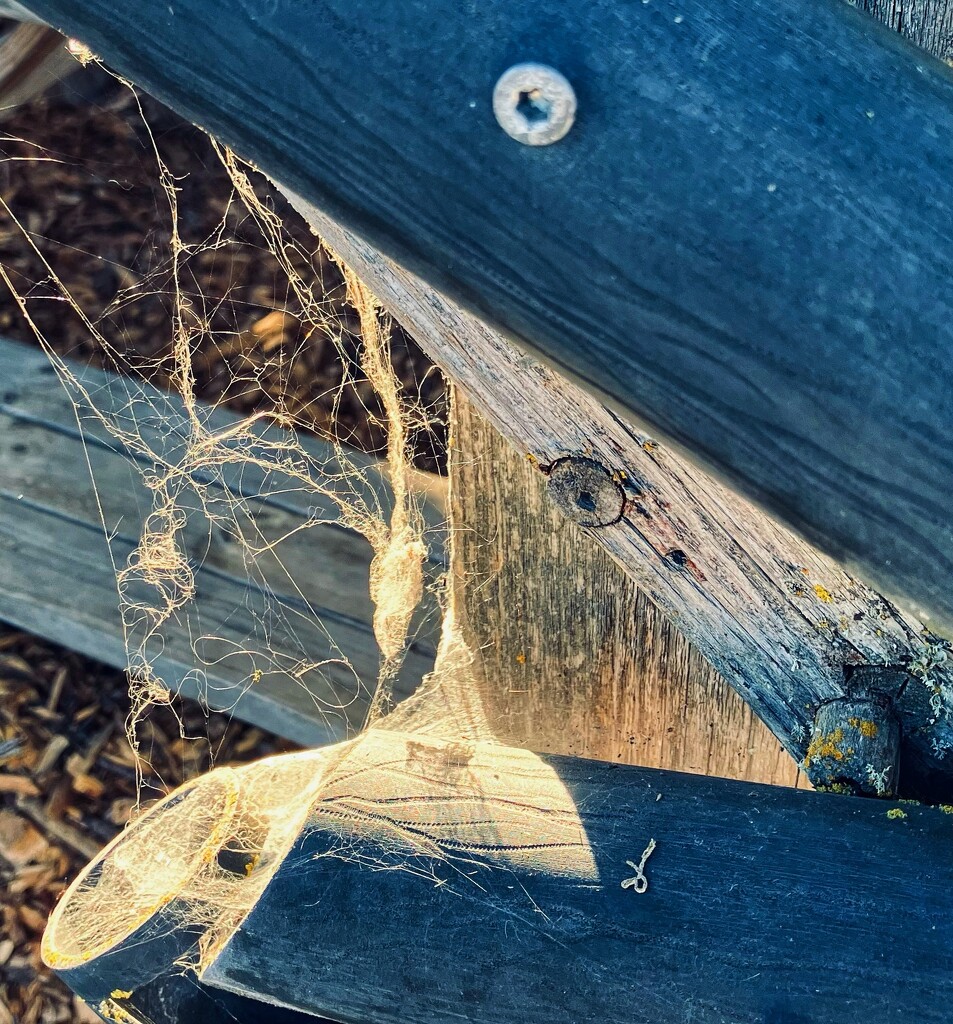 Golden Hour Webs by joysabin