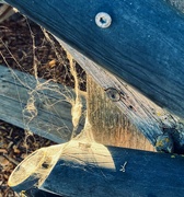 30th Aug 2024 - Golden Hour Webs