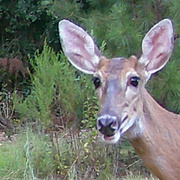 29th Aug 2024 - New visitor...