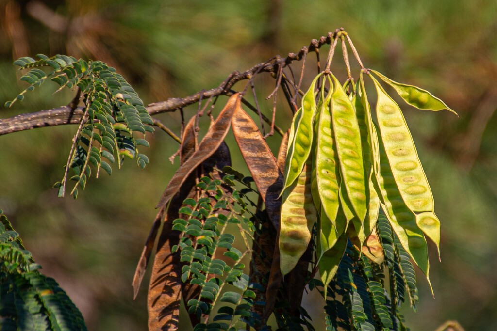 Mimosa leaves and seedpod... by thewatersphotos