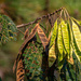 Mimosa leaves and seedpod...