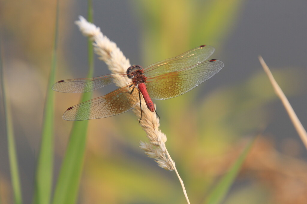 Band-winged meadowhawk by pirish