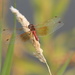 Band-winged meadowhawk by pirish