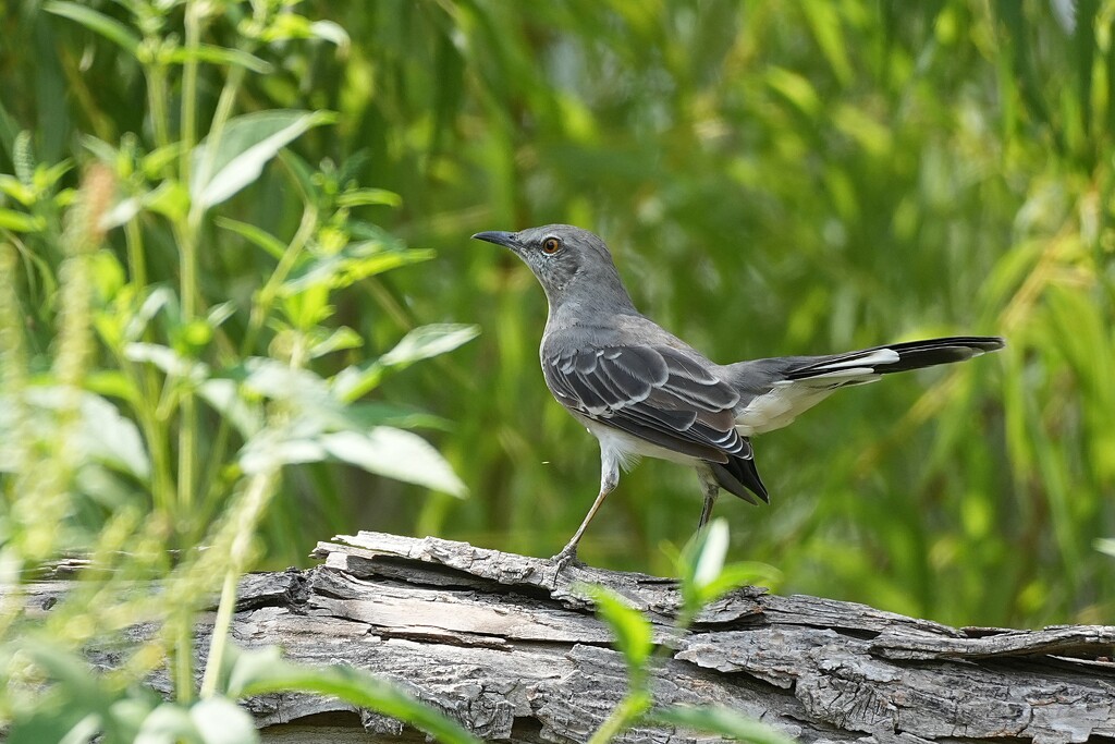 Mocking Bird by slaabs