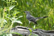 30th Aug 2024 - Mocking Bird