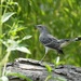 Mocking Bird