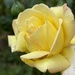 In a world of chaos, yellow roses sing of serenity…