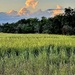 Marsh sunset