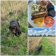 25th Aug 2024 - Fry Up & Dog Walks