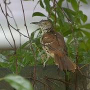 30th Aug 2024 - Who said this weather is for the birds?