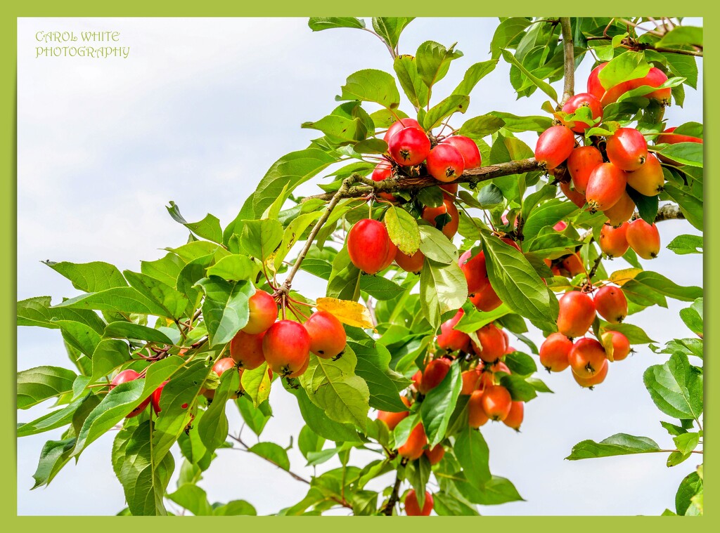 Crab Apples by carolmw