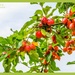 Crab Apples