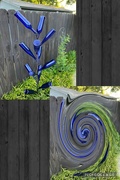 30th Aug 2024 - I can always count on the blue bottle tree! 