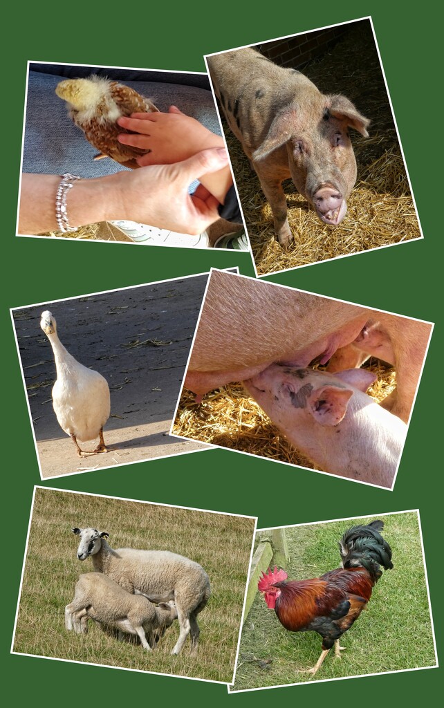 Just a Few of the Animals  by 30pics4jackiesdiamond