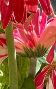 30th Aug 2024 - Gerbera