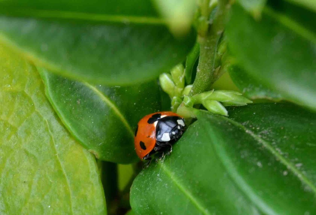 Ladybird by arkensiel