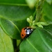 Ladybird