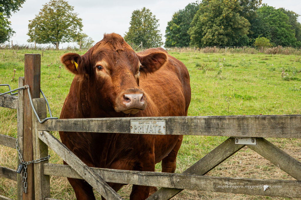 What a fine chap by nigelrogers