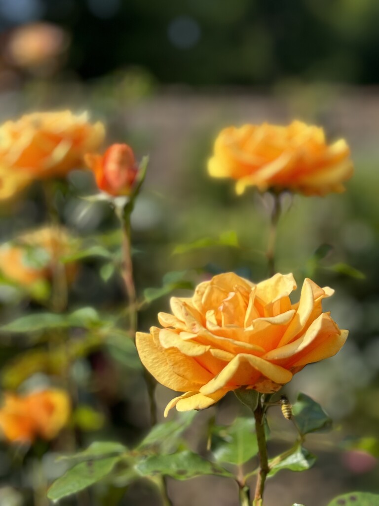 Roses - deeper yellow  by alison59