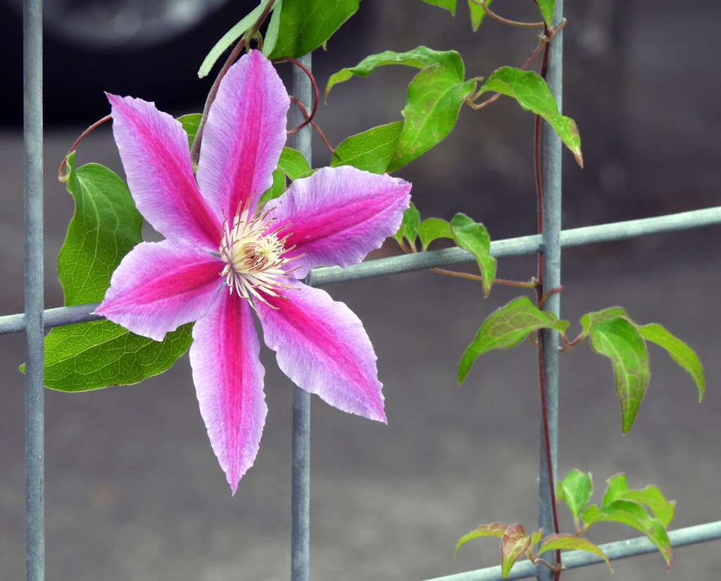 Clematis Vine by seattlite