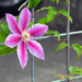 Clematis Vine