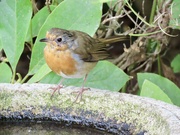 31st Aug 2024 - Robin