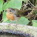 Robin