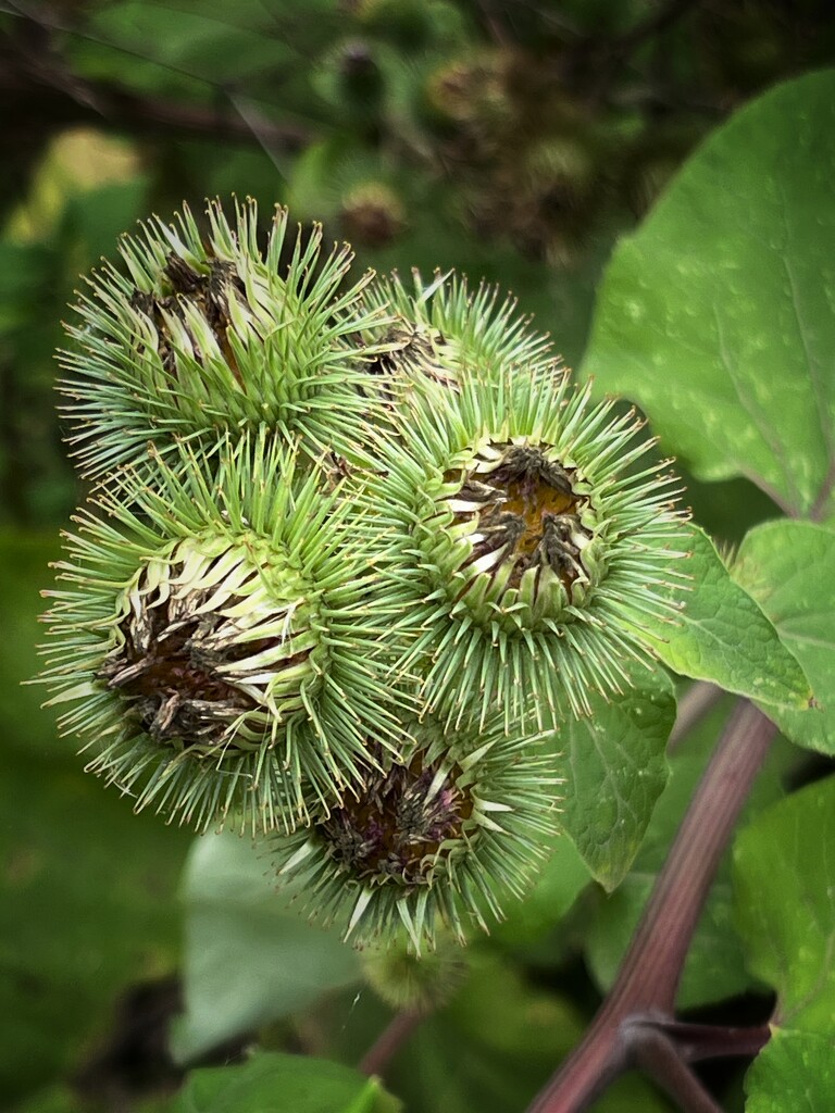 Greater Burdock by tinley23