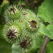 Greater Burdock