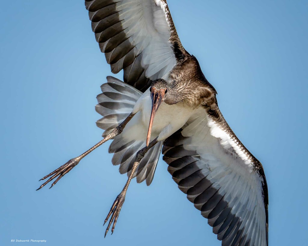 Incoming! by photographycrazy